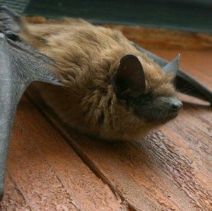 Meet your Posher, Kara